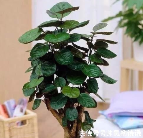 5种健康花，家里养一盆，大气高雅净化力强，福寿齐聚寓意好