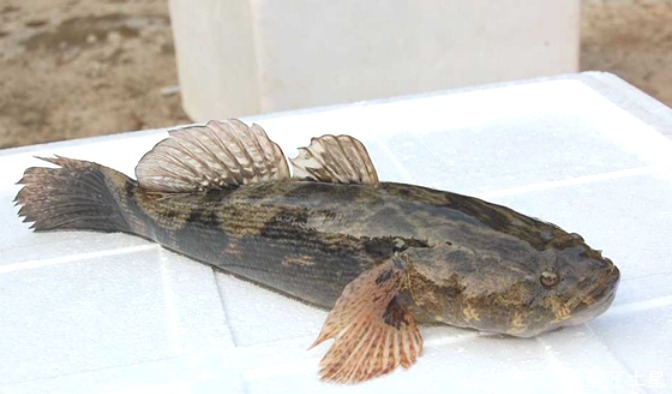 这种入侵鱼，虽然长得不咋地，但肉质鲜嫩，一斤都被炒到200多元