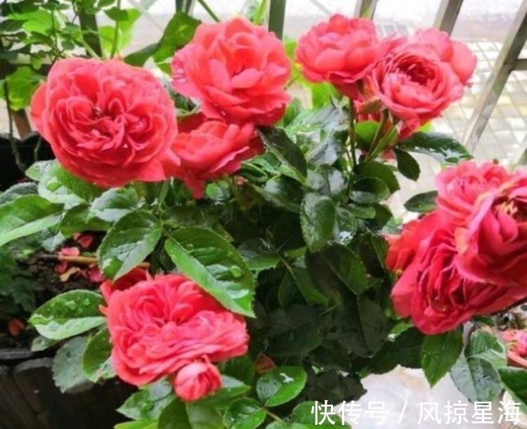 4种漂亮花,好养易活能爆盆,招财纳福好运来,日子越过越红火