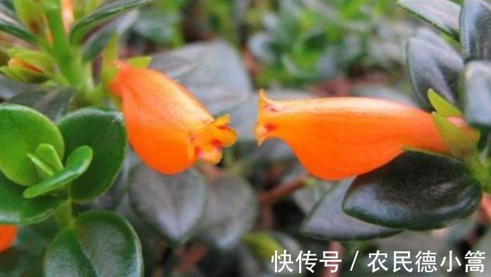 枝条|从8月21日开始,家养此款花卉,开花艳长势旺,花色柔美