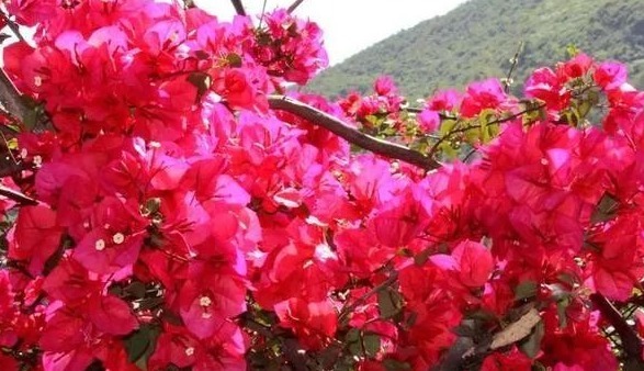 细数花期超长的六种花卉，养护好就比“往年”开花多得多，美醉了