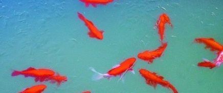 不吃|为啥人们吃海鱼、河鱼、湖鱼,却不吃井鱼看完涨知识