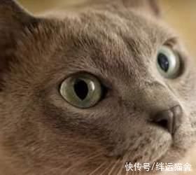 买到猫鼻支猫，猫鼻支怎么治疗