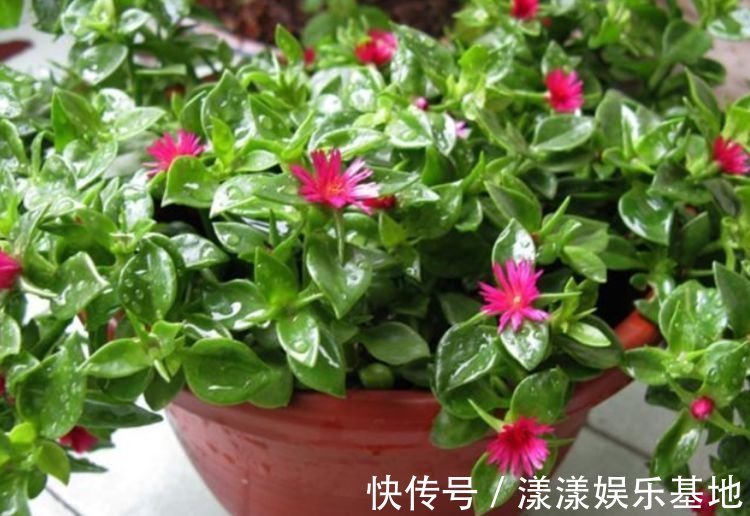 4种花好养易活,旺财又养人,好养漂亮,一开就是300多天