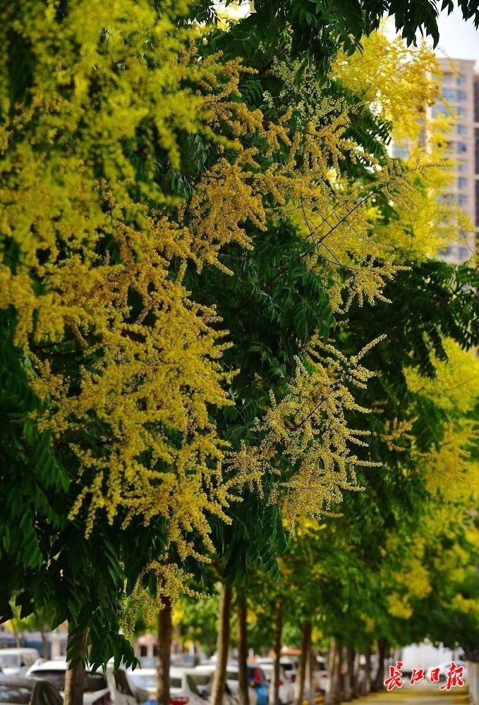 树种|沐花雨、踏花毯，武汉这些地方可以赏金色花海