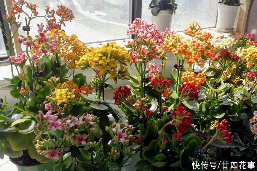 家养3种花,让它们“交接班”,一年开花365天,阳台变花海
