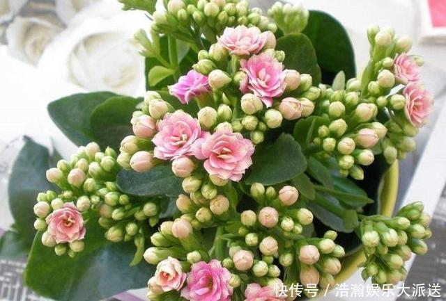 修剪|家有长寿花，还没“修剪”小心晚了时间，秋天不开花！