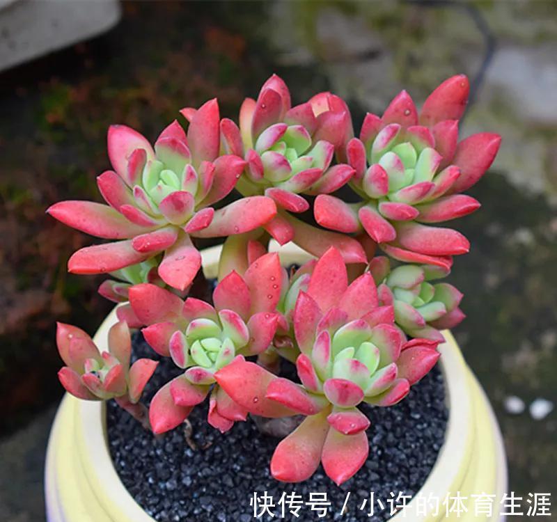 养多肉就选红稚莲,一年到头红艳艳,凭实力夺得首魁,你喜欢吗