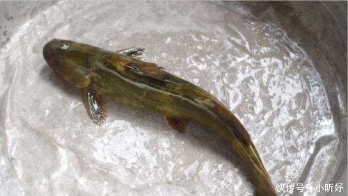 鱼肉|做清蒸鱼是先淋油还是先放酱油?放错顺序,鱼腥味重营养还差