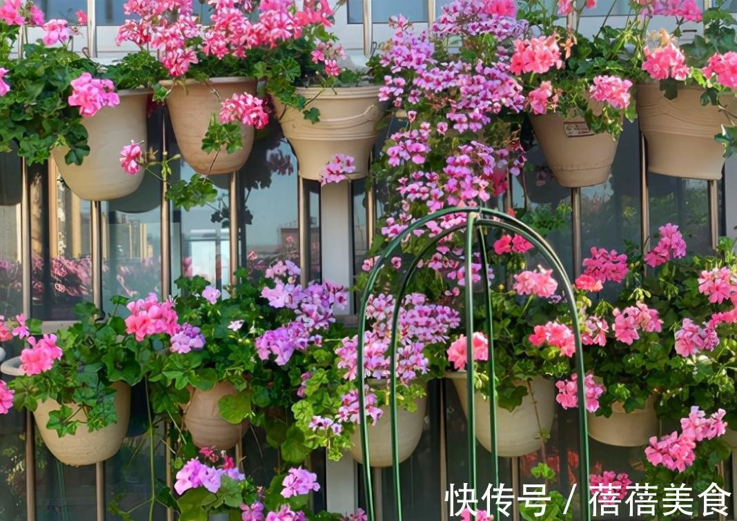 长寿花|11月扦插6种花,遇水就生根,3个月长爆盆,肥效足今年能开花