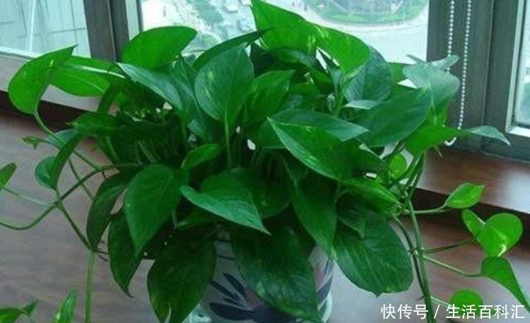 家里养上4种花,空气清新,招财又旺家,越养越富贵!