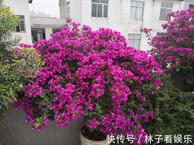 北陆紫玉|喜欢菊花,不如养“菊中稀品”北陆紫玉,似高雅贵人,姿容美丽!