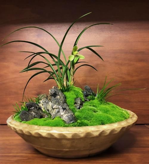 兰花养护｜给兰花花苞套袋有什么效用？是否真有效？