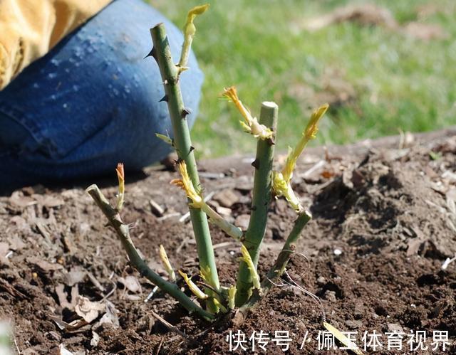 月季|一个月狂卖4万多件，老桩月季收割了多少人的智商税