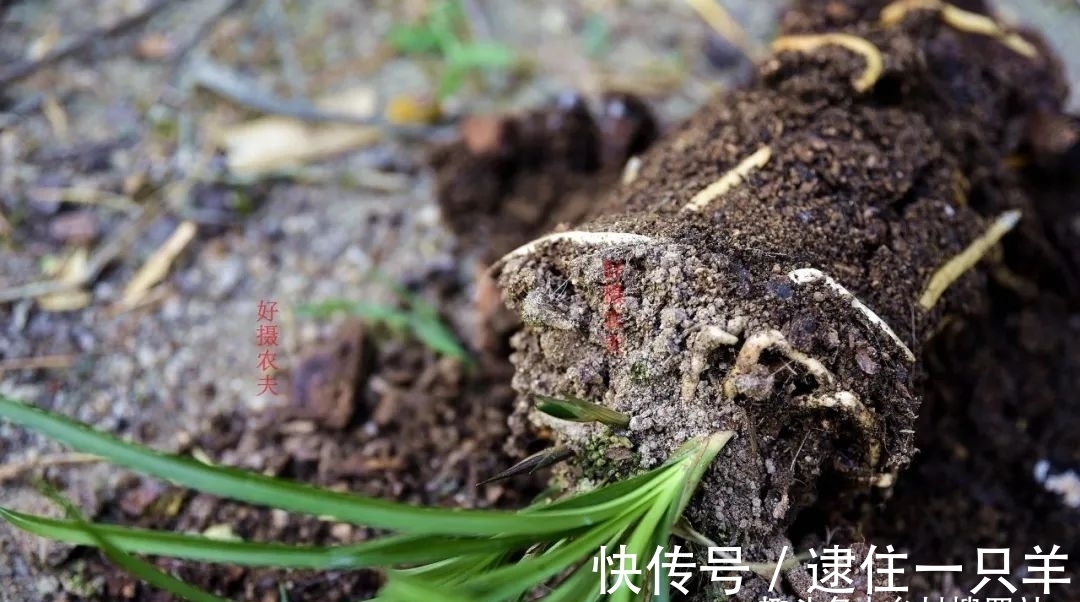 什么叫兰花服盆?兰友:这么说就明白了