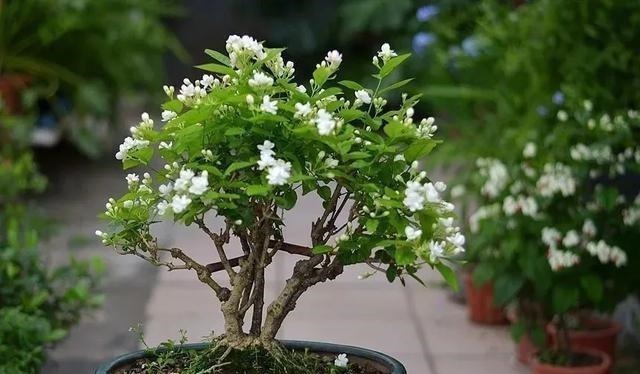 月季|3种花养在小盆里,2年变老桩,茎干粗壮开花香,1次能开50朵