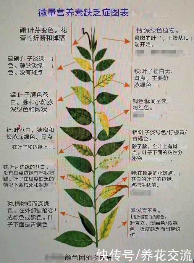 养花时分清植物缺乏哪种肥料，黄叶及时用这种肥，快速恢复翠绿