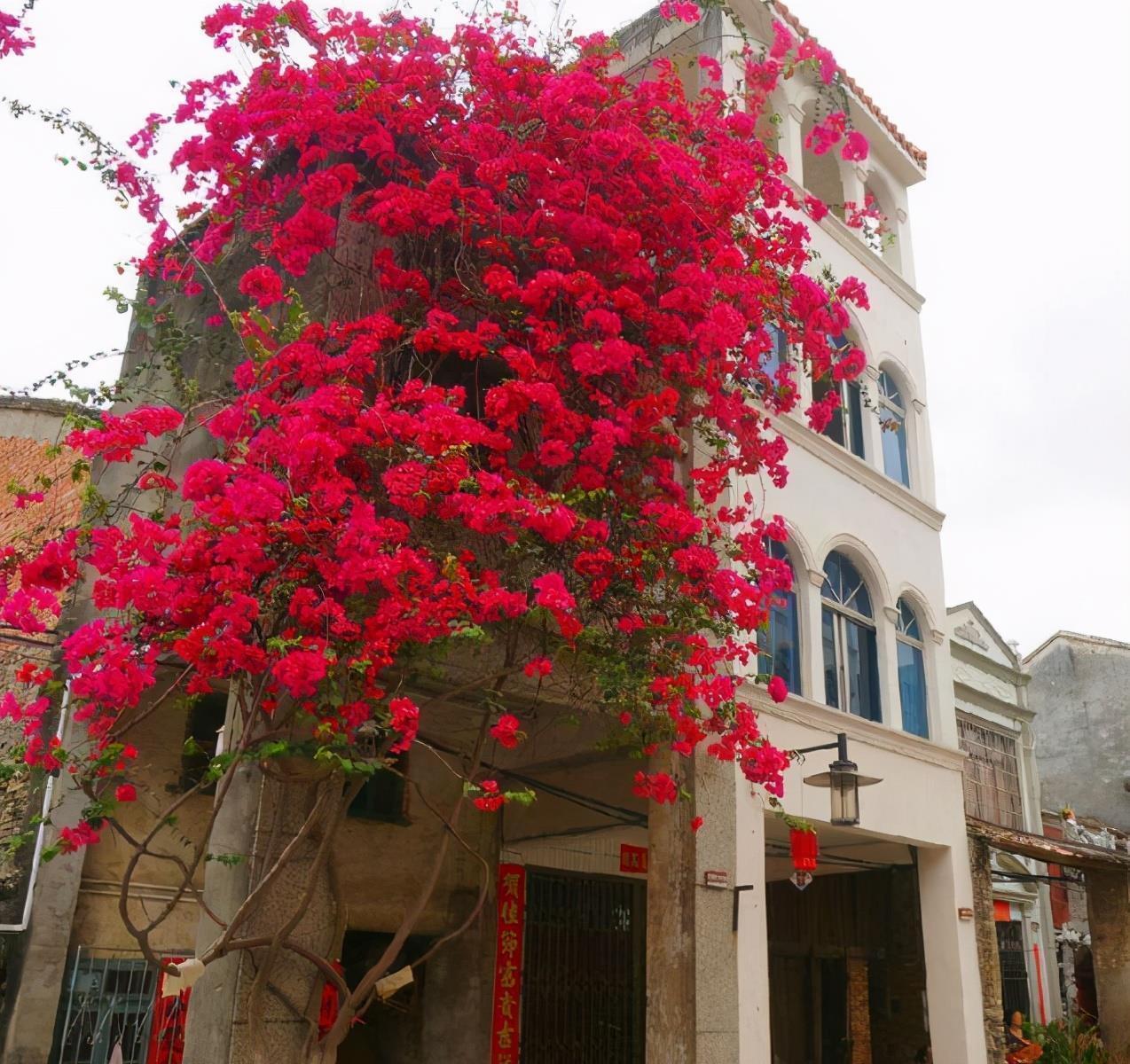 高温40度,6种花“尽情晒”,越晒越开花,密密匝匝一大盆,漂亮