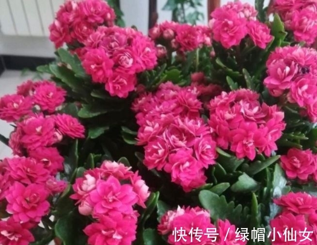 颜值超高的花卉,好养易爆盆,花大多又艳