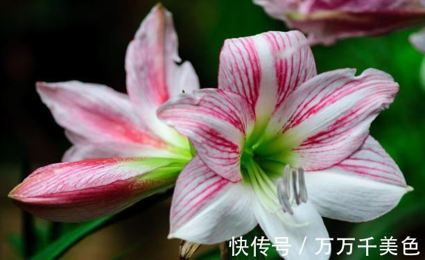 花盆越小开花越好的“皮实”花，塞进小花盆里，好养又好看