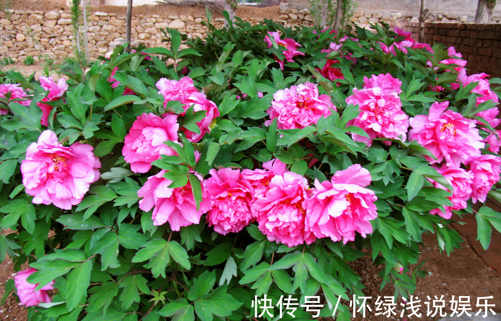 十大旺财花越老越值钱,建议养一盆,越养越富贵