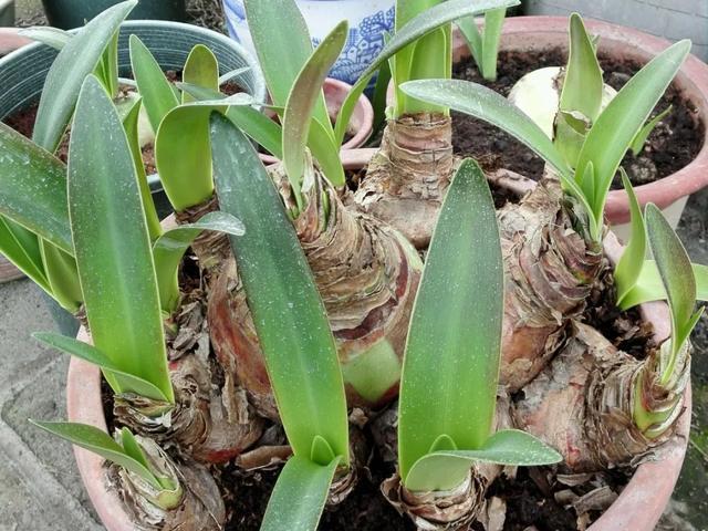 养花技巧这花不是一次性，开完别扔，还能再养7、8年