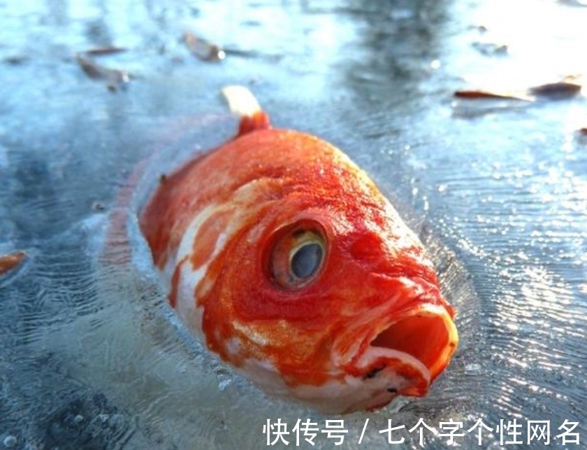 巨蜥|完全冻结的木蛙，与人类指纹几乎相同的考拉，你不知道的生物知识