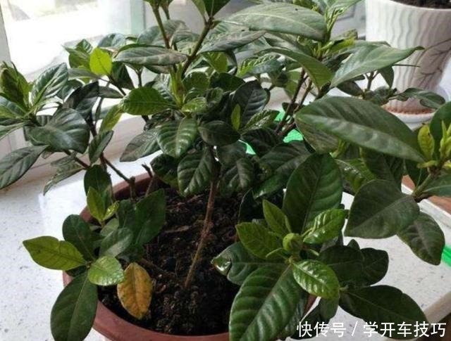 养栀子花,2种肥水要常用,长得旺、叶子绿,开花更多!