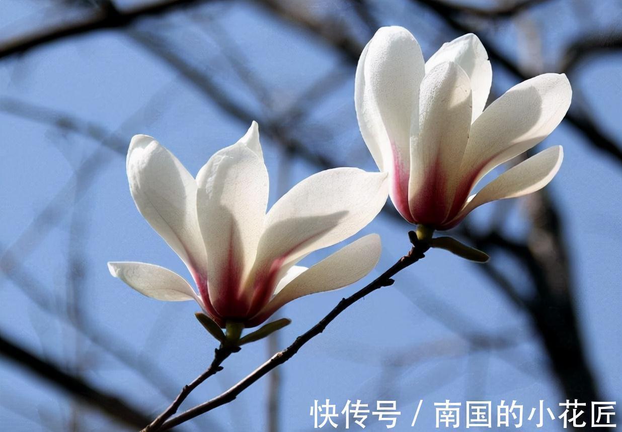 农历九月十八霜降后，养什么花？家里养3种花，健康长寿平安大吉