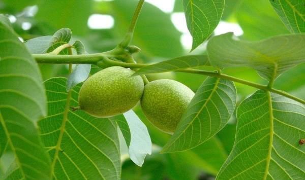 失眠者|长期失眠不用愁啦! 这几种食物睡前吃一点, 酣然入睡到天亮