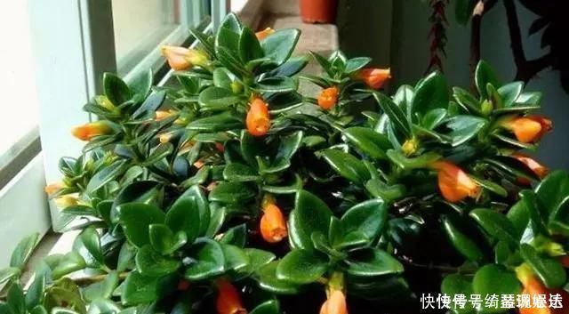 适合家里养的“3种花”,多浇一点水,长得快,叶绿花也多