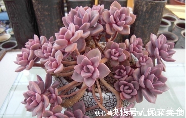 10款紫色系多肉,高贵梦幻,养一盆“紫气东来”,总有你喜欢的!