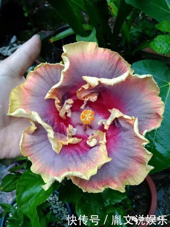 种花|1种花一开就是300多天,好养又漂亮,新手懒人都能养!