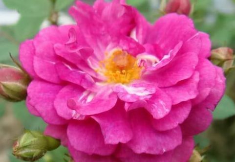 长寿花|6月13日开始，养花试试这几款，家里美成小花园，长势旺盛开花美