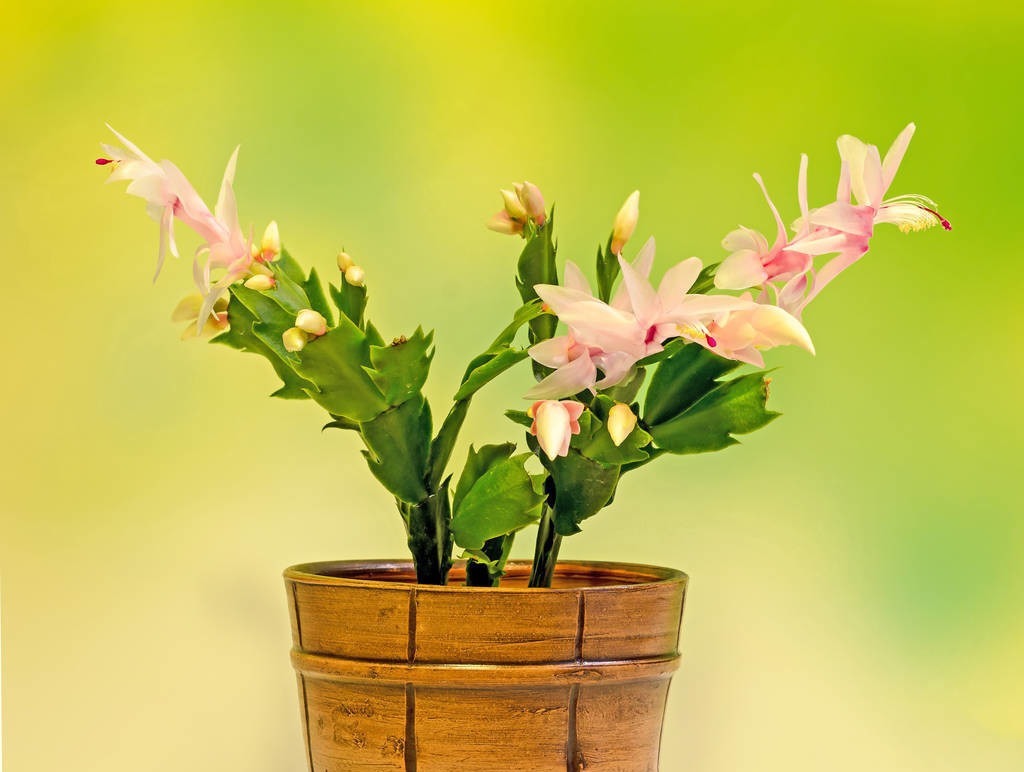 这6种花适合小盆养,用小盆,少管它,反而越长越旺,花开爆盆