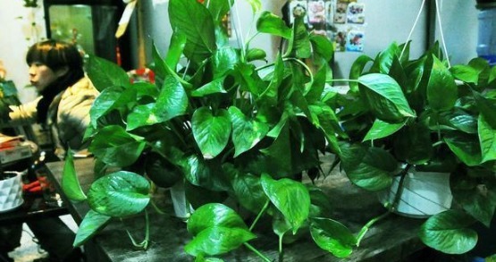 养分|花店老板说往绿萝君子兰盆里塞点它,叶子黑亮,疯狂开花!