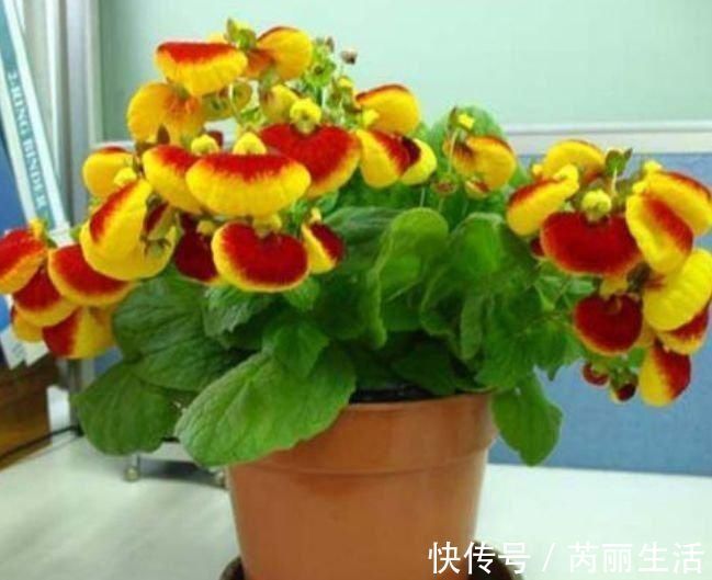 养花就养个花期长的，花大色艳，堪称是开花机器，养在阳台极美了