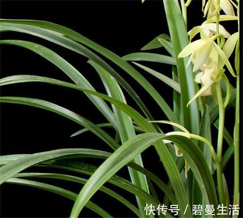 兰花|冬天养兰花，要正确浇水，小心伤了“根本”，花期不开花
