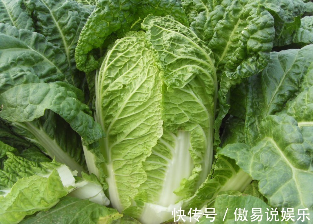 紫苏油|女性不想老太快,常吃此菜,血脂降了,雀斑没了,常食显年轻