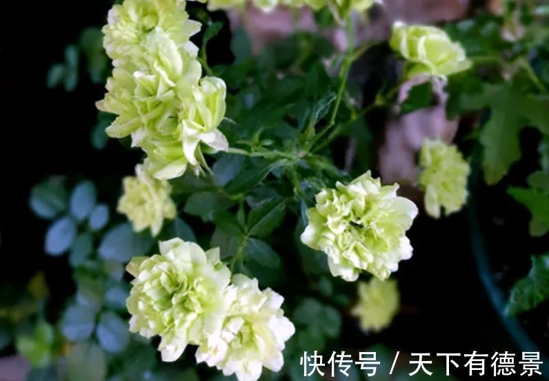爱情|它是灌木蔷薇，名为绿玫瑰，寓意：永不老去的爱情，人见人爱
