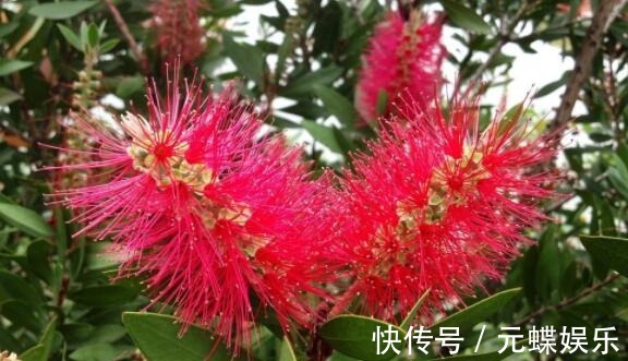 瓶刷子树|喜欢养花选“它”花语英姿飒爽,花开一串一串,颜色艳量多
