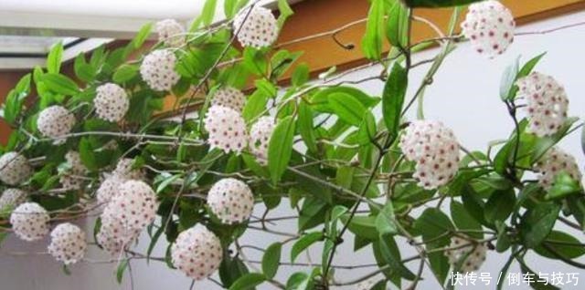 养球兰,2个“条件”满足了,枝繁叶茂,挂满大花球!