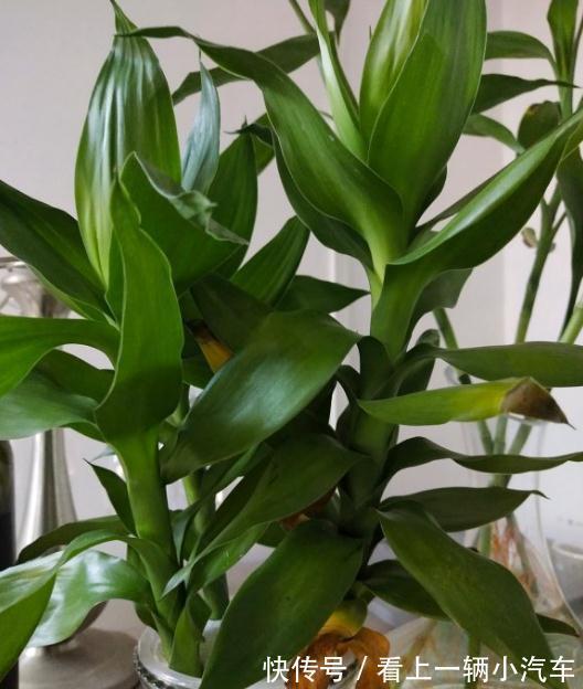 养花不会施肥，花又小又弱，17种花卉的施肥方法，赶紧收藏