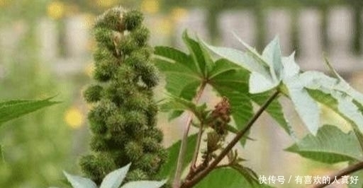 它浑身是毒,入侵我国却被大量种植,如今年产量高达55万吨