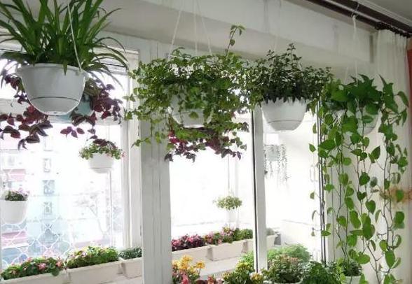 养花施肥篇这些垃圾可变废为宝,成为盆栽植物的''催化剂''