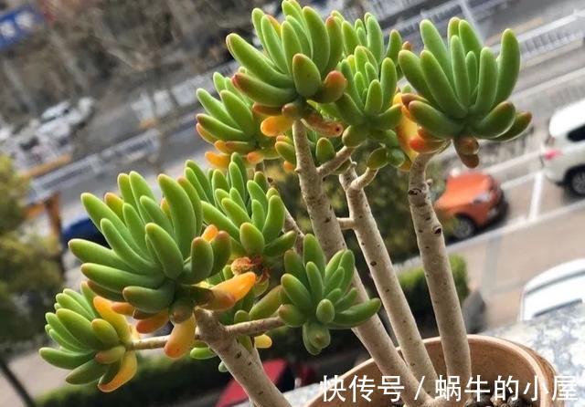 花盆|5种多肉适合养成精致的直立桩,搭配漂亮的花盆,像艺术品一样