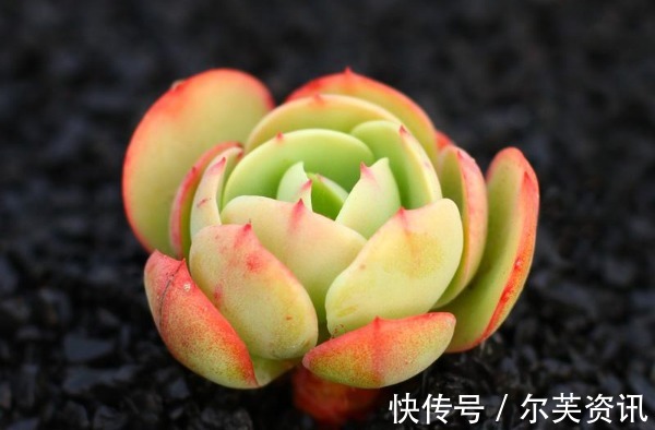 碧桃|多肉碧桃长气根怎么办以下3个原因要知道,植株健康又美观