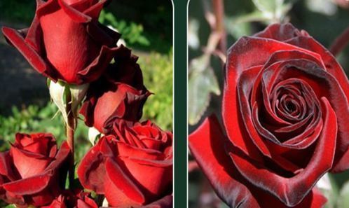 喜欢牡丹，不如养盆“珍稀玫瑰”黑魔术玫瑰，妩媚动人，艳压群芳
