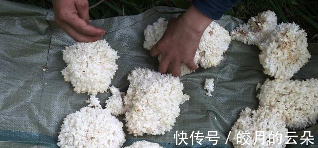 野生|农村中最珍贵的野菜，上百元一斤，能延缓衰老，还可治疗神经衰弱！