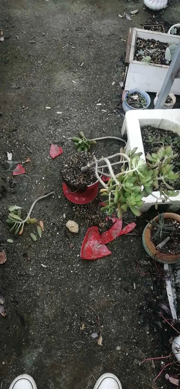 阳台上|被风雨洗礼的多肉越来越漂亮了,忍不住又往坑里跳!